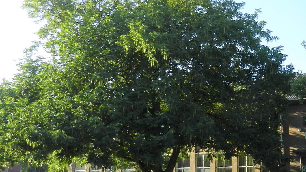 boom bij de voormalige huishoudschool