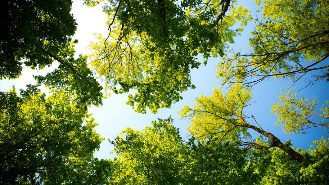 groen bomen boom trees.jpeg