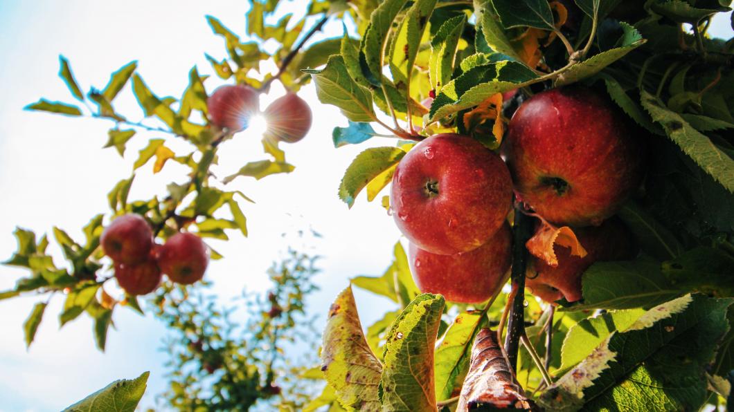 appel-apple-tree-apples-574919.jpg