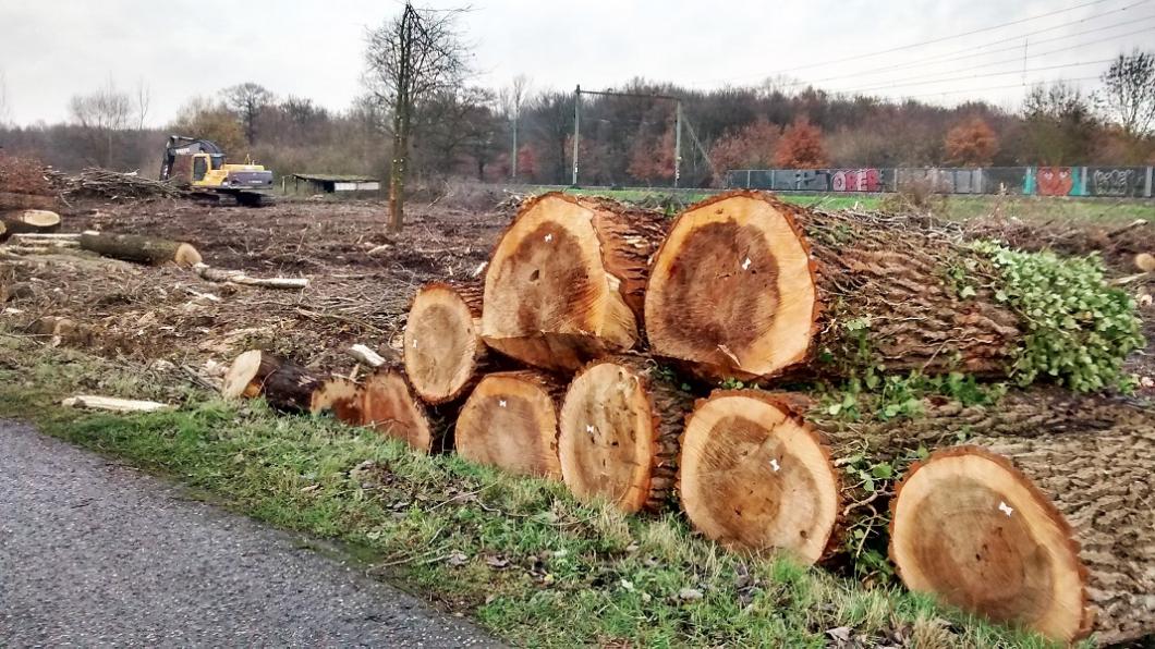 bomenkap kampweg.jpg